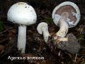 Agaricus arvensis-amf142